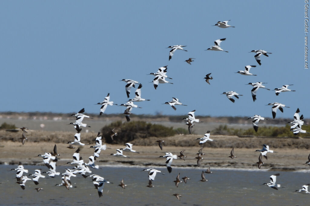 Avocette élégante, Vol