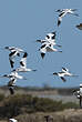 Avocette élégante