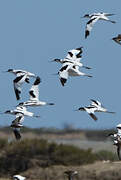 Avocette élégante