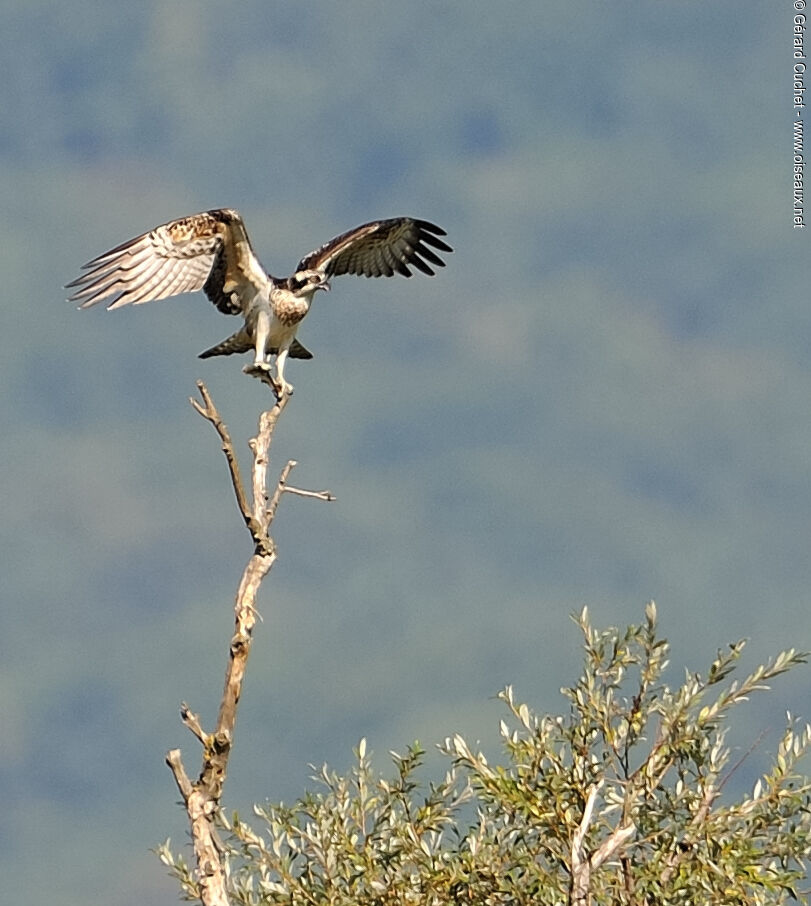 Balbuzard pêcheur