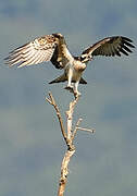 Western Osprey