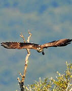 Western Osprey