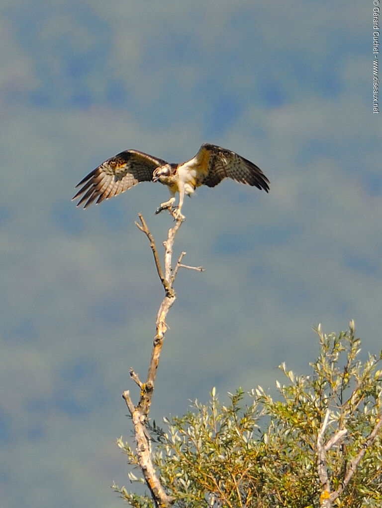 Osprey