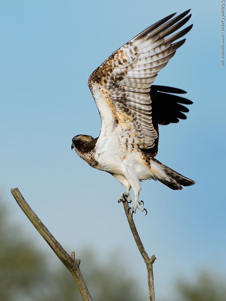 Western Osprey