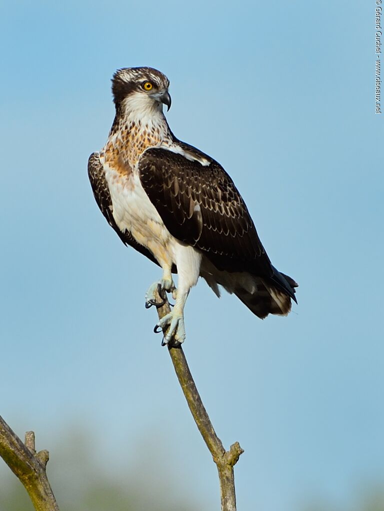 Western Osprey