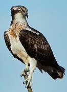 Western Osprey