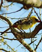 Yellow-breasted Barbet