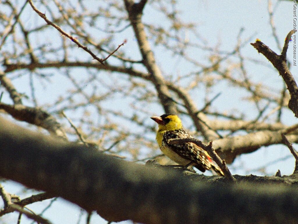 Yellow-breasted Barbet