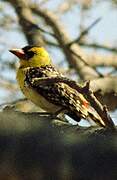 Yellow-breasted Barbet