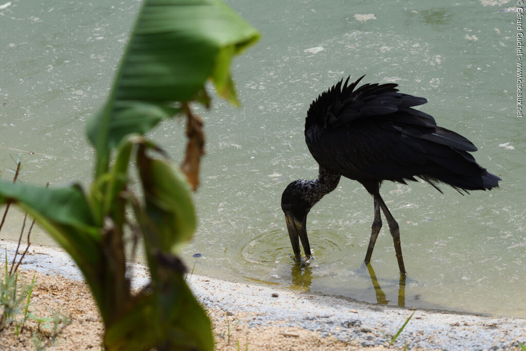 African Openbill, walking, eats