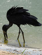 African Openbill