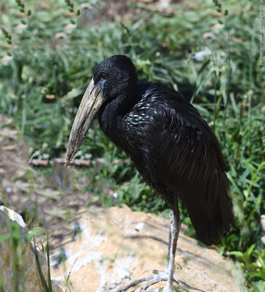 African Openbill, pigmentation