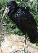 African Openbill