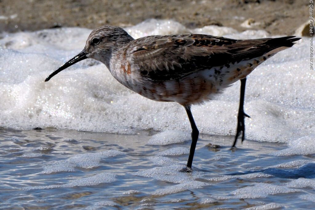 Curlew Sandpiper, identification, pigmentation