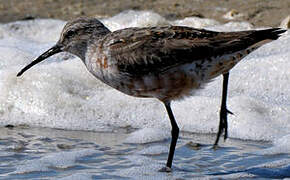 Curlew Sandpiper