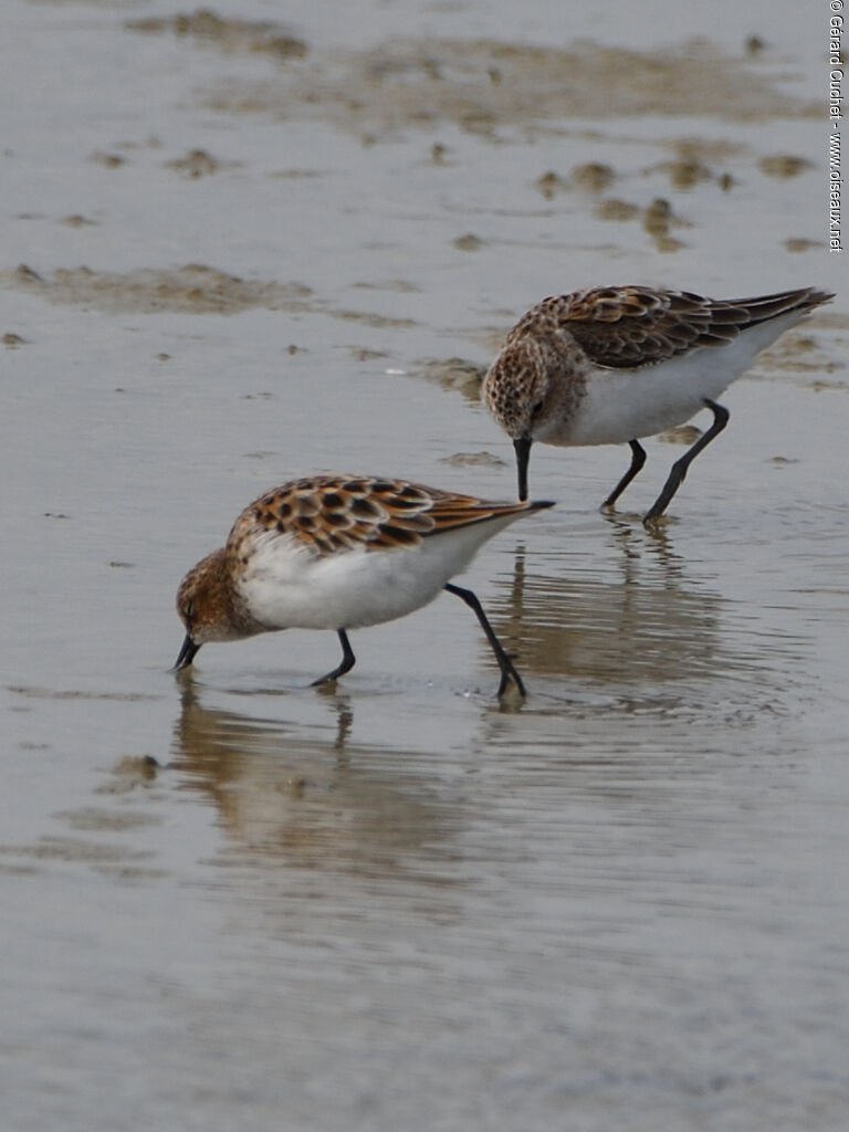 Bécasseau minuteadulte, mange