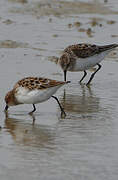 Little Stint