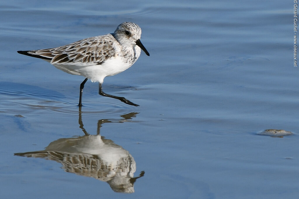 Bécasseau sanderling, identification