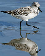 Bécasseau sanderling