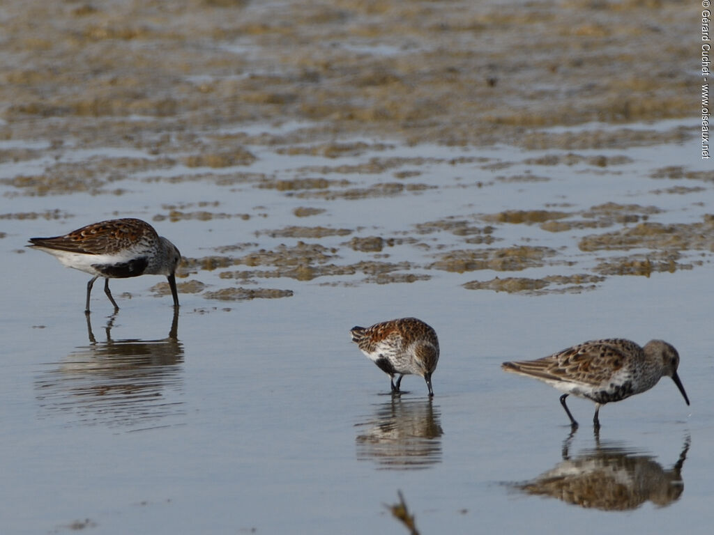 Bécasseau variable, mange