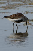 Dunlin