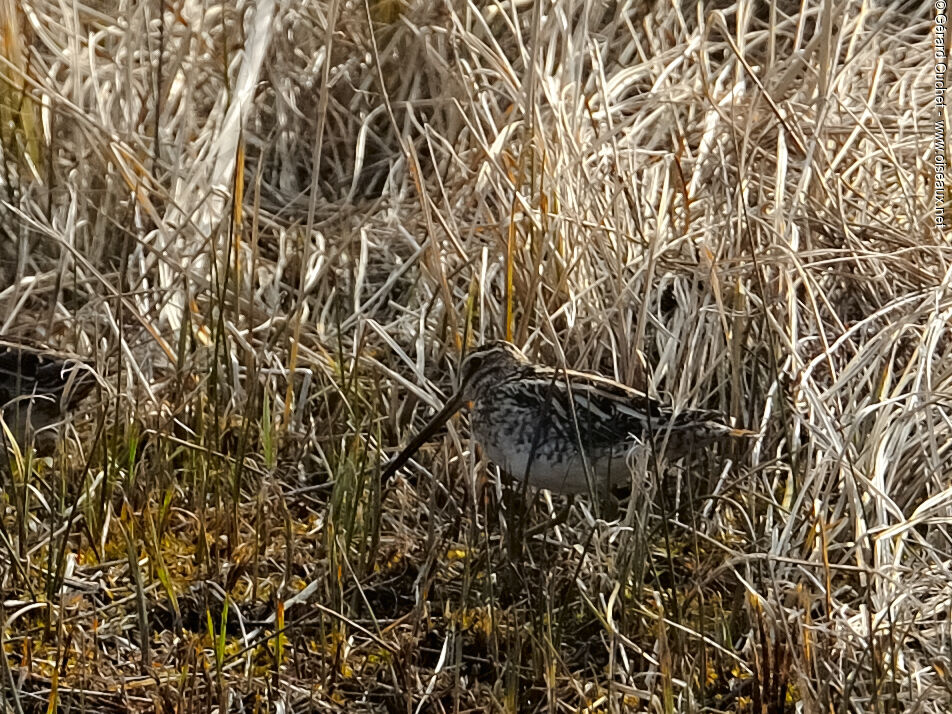 Common Snipe