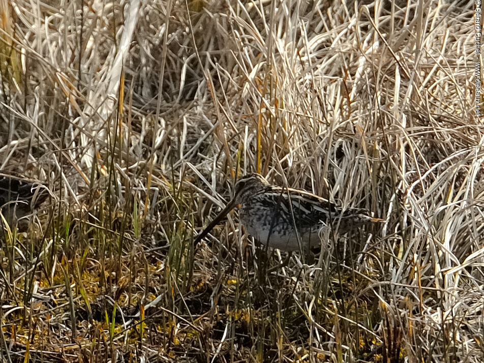 Common Snipe