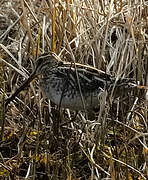 Common Snipe