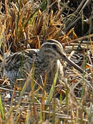 Common Snipe