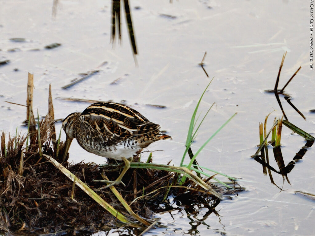 Common Snipe