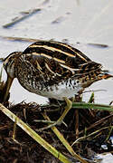 Common Snipe