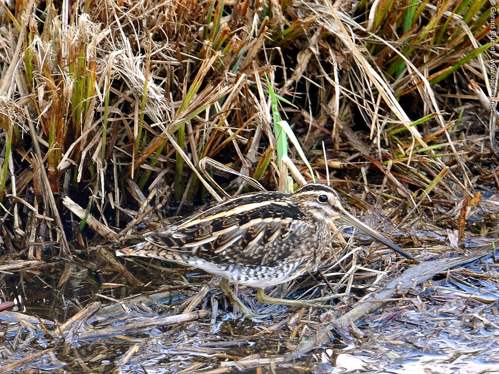 Common Snipe