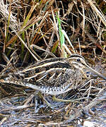 Common Snipe