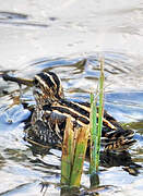 Common Snipe