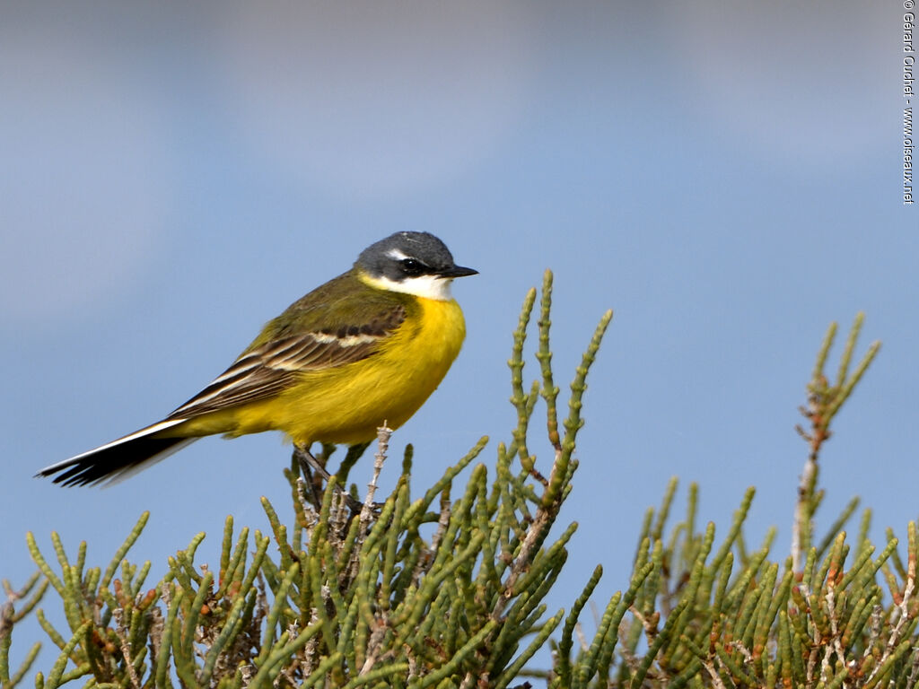 Western Yellow Wagtail (cinereocapilla) male adult breeding, identification, pigmentation