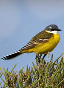 Western Yellow Wagtail (cinereocapilla)