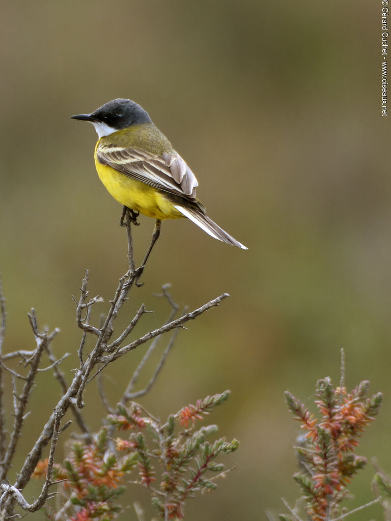 Western Yellow Wagtail (cinereocapilla), identification, close-up portrait