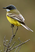 Western Yellow Wagtail (cinereocapilla)