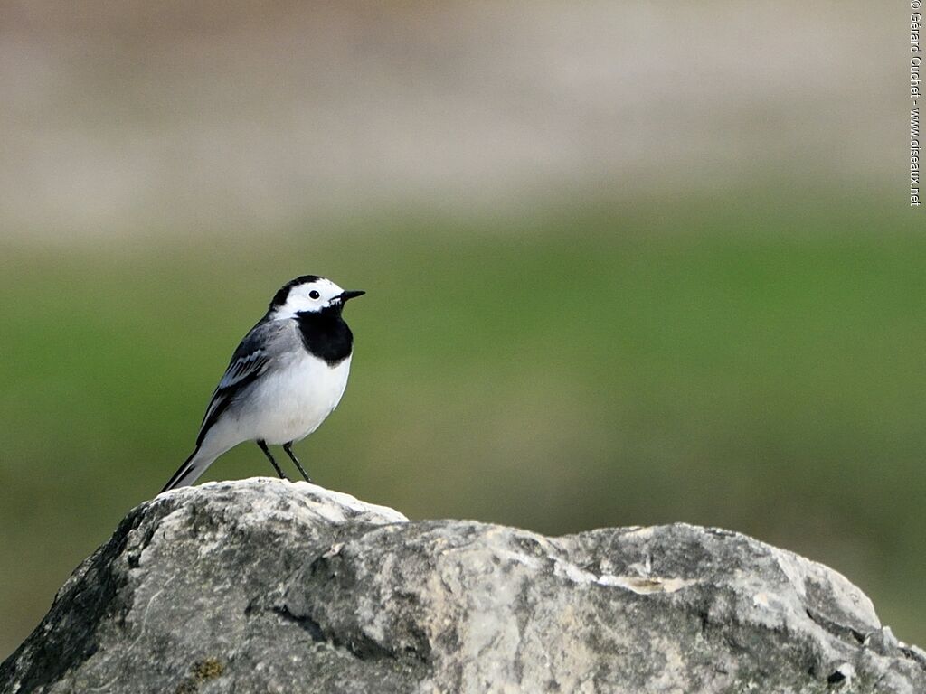 White Wagtail (yarrellii)