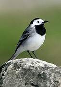 White Wagtail (yarrellii)