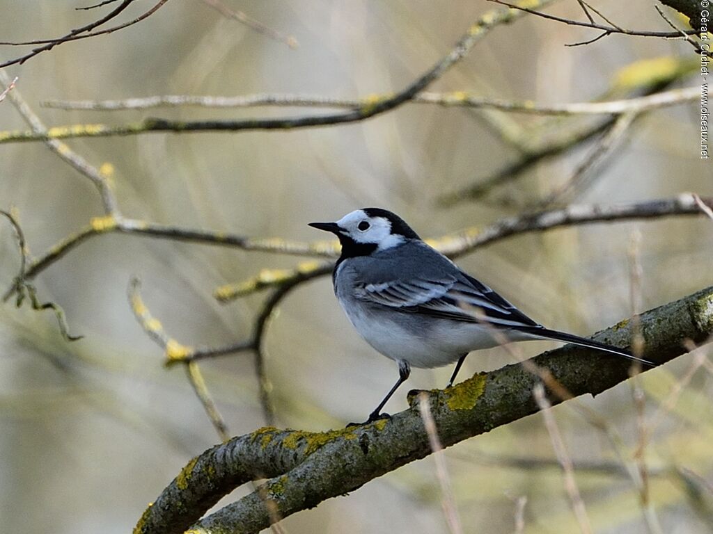 White Wagtail (yarrellii)