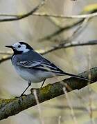 White Wagtail (yarrellii)