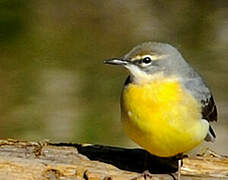 Grey Wagtail