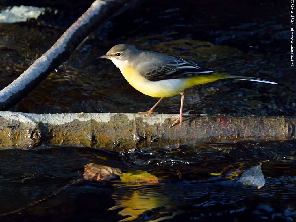 Grey Wagtail