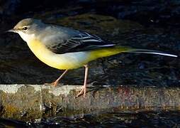 Grey Wagtail