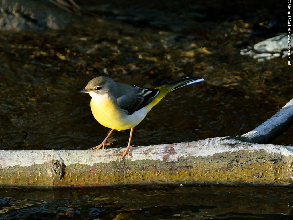 Grey Wagtail