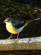 Grey Wagtail