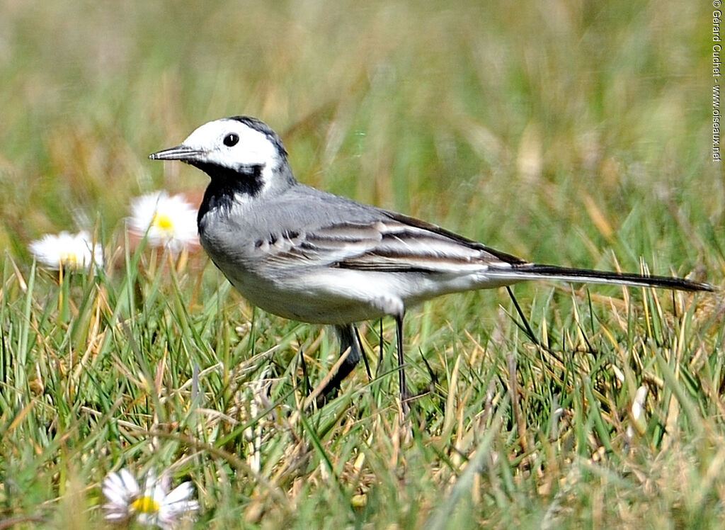 White Wagtail