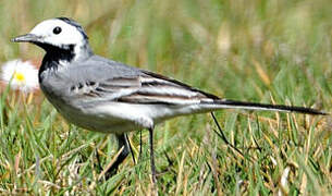 White Wagtail