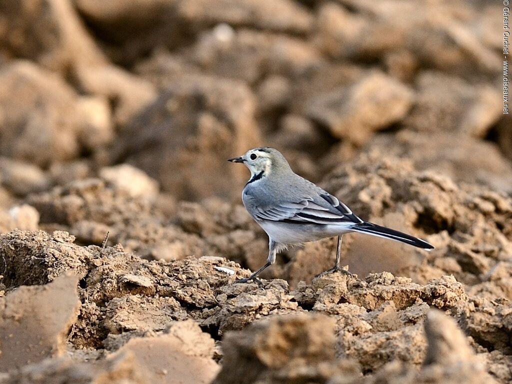 White Wagtail